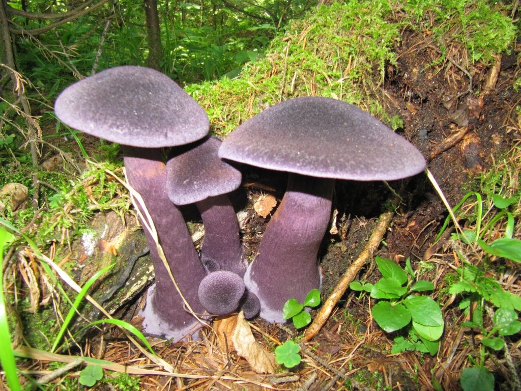 ПАУТИННИК ФИОЛЕТОВЫЙ КК РФ.jpg ПАУТИННИК ФИОЛЕТОВЫЙ КК РФ.jpg